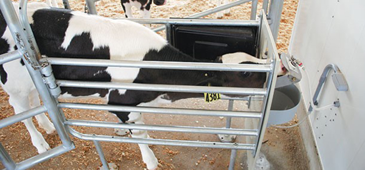 Dairy heifer suckling milk from a nipple attached to an automatic milk feeding system