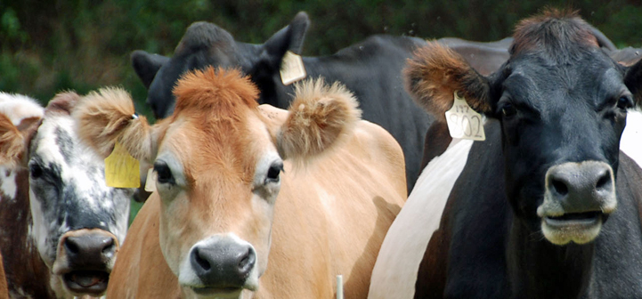 Various breeds of cattle